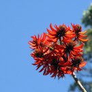 5 Seeds Erythrina stricta CORAL TREE Seeds EXOTIC (Seeds)