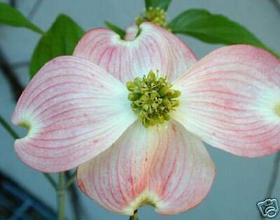5 Seeds Cornus florida PINK FLOWERING DOGWOOD (Seeds)