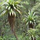 5 Seeds Cordyline indivisa MOUNTAIN CABBAGE TREE - EXOTIC (Seeds)