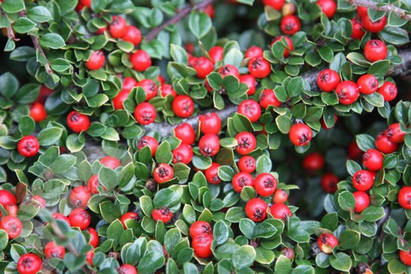 5 Seeds Cotoneaster horizontalis ROCK COTONEASTER Shrub (Seeds)