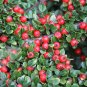 5 Seeds Cotoneaster horizontalis ROCK COTONEASTER Shrub (Seeds)