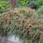 5 Seeds Cotoneaster horizontalis ROCK COTONEASTER Shrub (Seeds)