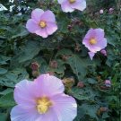 5 Seeds Hibiscus makinoi MAKINO'S MALLOW (Seeds)