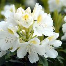 10 Seeds Rhododendron catawbiense Alba WHITE CATAWBA RHODODENDRON (Seeds)