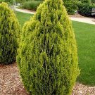 10 Seeds Thuja orientalis Aurea GOLDEN ORIENTAL ARBORVITAE (Seeds)