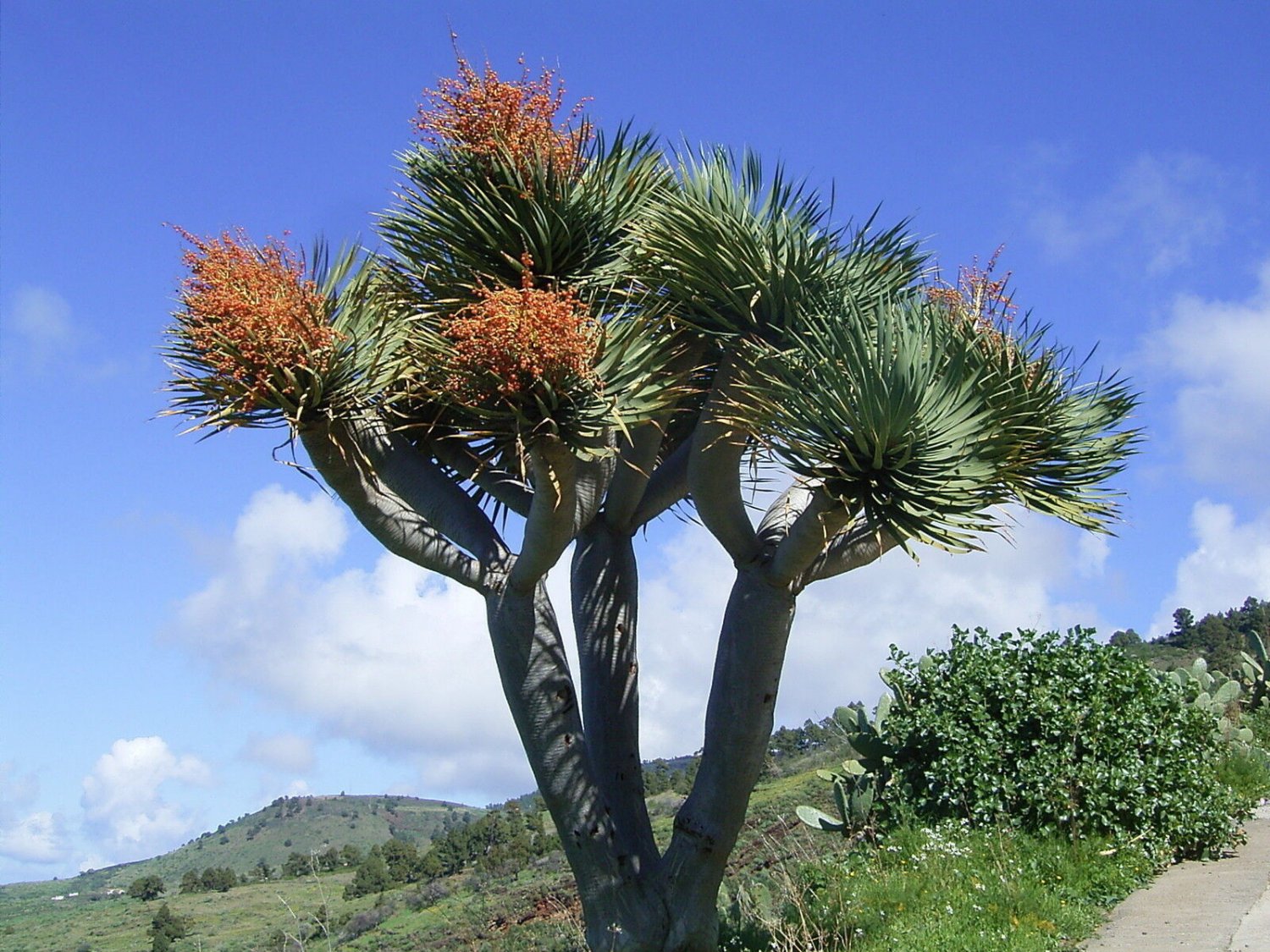 5 Seeds Dracaena draco DRAGON TREE - EXOTIC (Seeds)