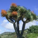 5 Seeds Dracaena draco DRAGON TREE - EXOTIC (Seeds)