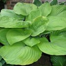 5 Seeds Hosta Sum and Substance HUGE LEAVES (Seeds)
