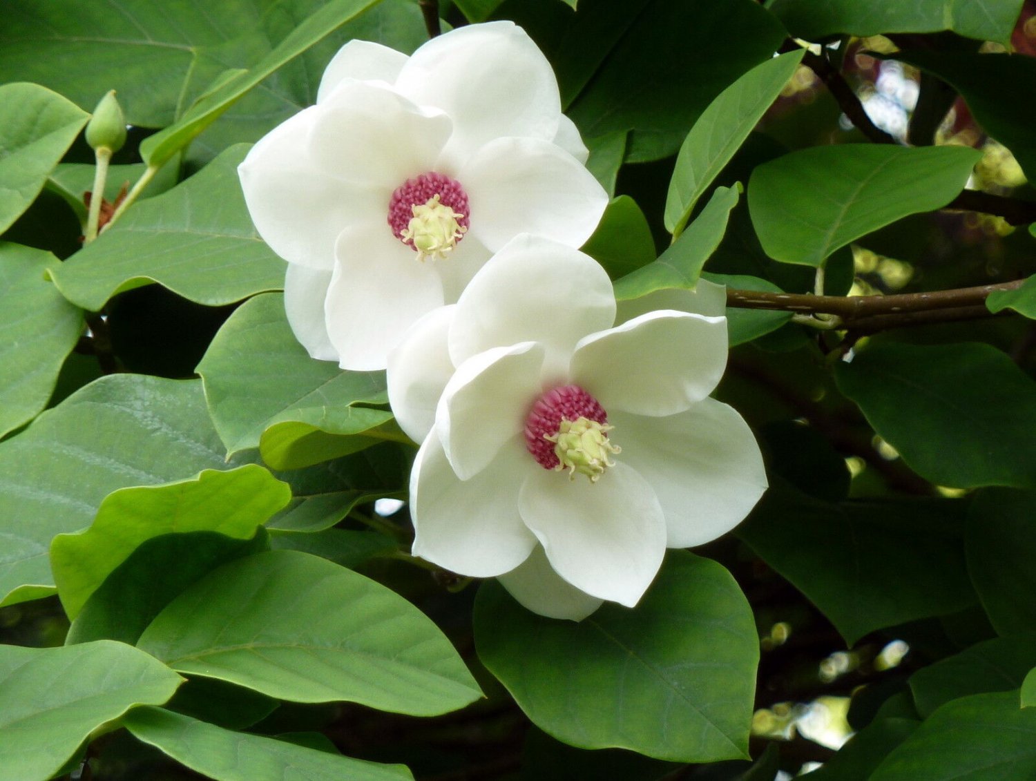 5 Seeds Magnolia sieboldii - UNIQUE TREE (Seeds)