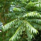 5 Seeds Toona sinensis CHINESE TOON TREE Seeds EXOTIC (Seeds)