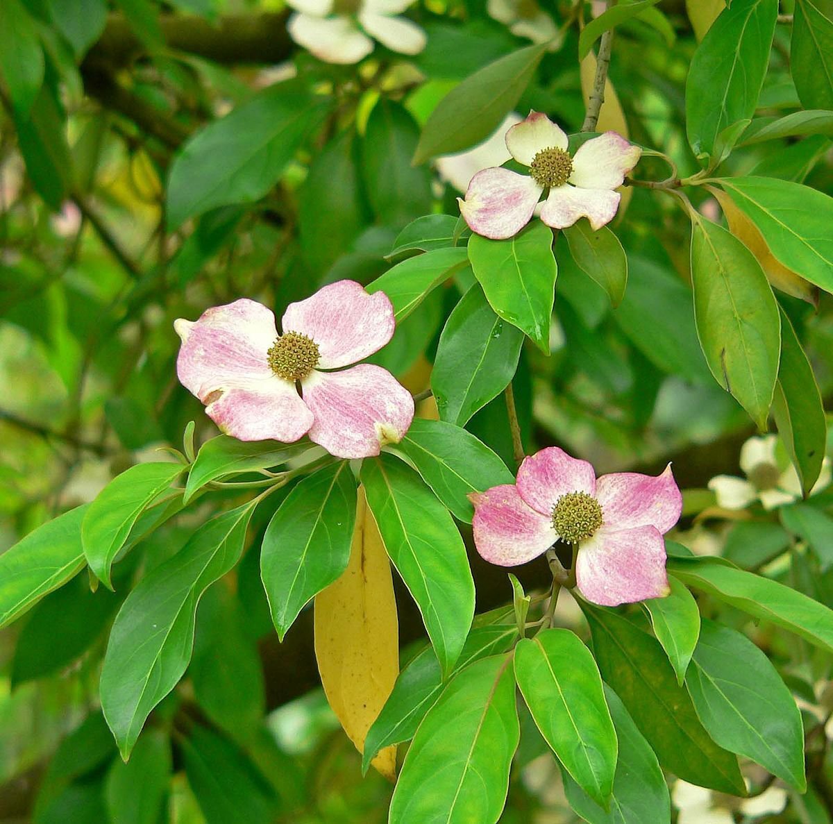 5 Seeds Cornus capitata angustata EVERGREEN DOGWOOD TREE (Seeds)