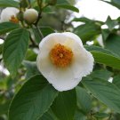 5 Seeds Stewartia pseudocamellia UNIQUE TREE (Seeds)