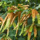 5 Seeds Flemingia strobilifera LUCK PLANT or WILD HOPS (Seeds)