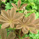 5 Seeds Rodgersia henrici Hybrids UNUSUAL PERENNIAL (Seeds)