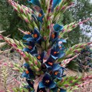5 Seeds Puya alpestris SAPPHIRE TOWER HARDY BROMELIAD (Seeds)