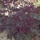 5 Seeds Heuchera micrantha PALACE PURPLE CORAL BELLS (Seeds)