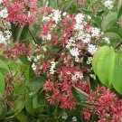 5 Seeds Heptacodium miconioides SEVEN SONS FLOWER Shrub (Seeds)