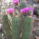10 Seeds Echinocereus engelmannii boyce thompsonii HARDY (Seeds)