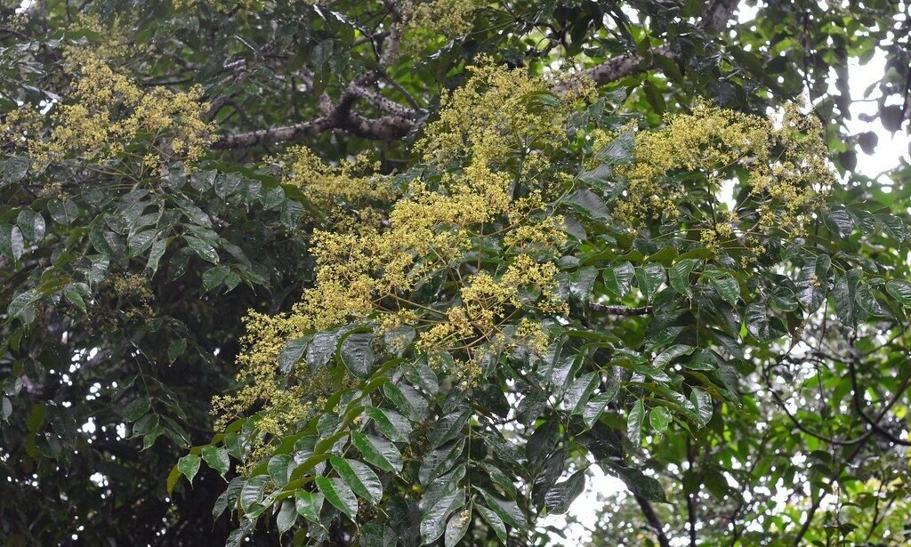 5 Seeds Zanthoxylum rhetsa INDIA PEPPER (Seeds)