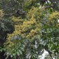 5 Seeds Zanthoxylum rhetsa INDIA PEPPER (Seeds)