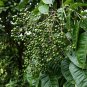 5 Seeds Zanthoxylum rhetsa INDIA PEPPER (Seeds)