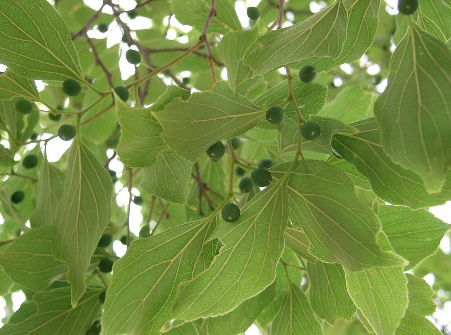 5 Seeds Celtis laevigata SOUTHERN HACKBERRY TREE (Seeds)