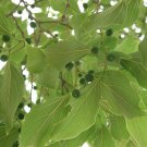 5 Seeds Celtis laevigata SOUTHERN HACKBERRY TREE (Seeds)