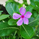 10 Seeds Catharanthus roseus MADAGASCAR PERIWINKLE or VINCA (Seeds)