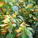 10 Seeds Capsicum futescens Hot Returns ZONE 7B PERENNIAL HOT PEPPER (Seeds)