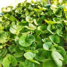10 Seeds Centella asiatica syn Hydrocotyle GOTU KOLA - Herb (Seeds)