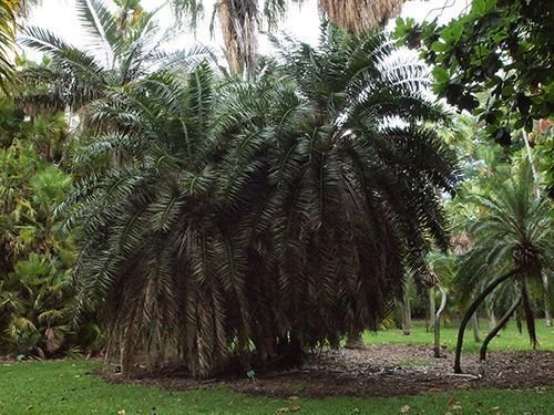 5 Seeds Phoenix pusilla CEYLON DATE PALM (Seeds)