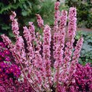 5 Seeds Daphne mezereum FEBRUARY DAPHNE Shrub (Seeds)