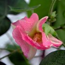 5 Seeds Gossypium arboreum RED FLOWERED TREE COTTON (Seeds) 5 Seeds Gossypium arboreum RED FLOWERED TREE COTTON (Seeds)