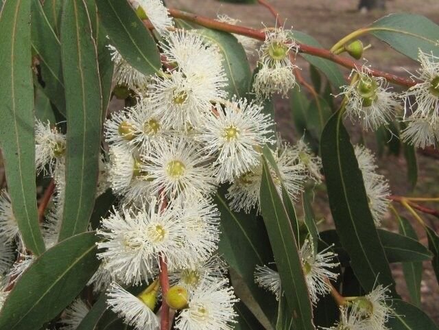 10 Seeds Eucalyptus viminalis COLD HARDY (Seeds)