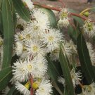 10 Seeds Eucalyptus viminalis COLD HARDY (Seeds)