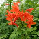 5 Seeds Tecomaria capensis ORANGE TRUMPET (Seeds)