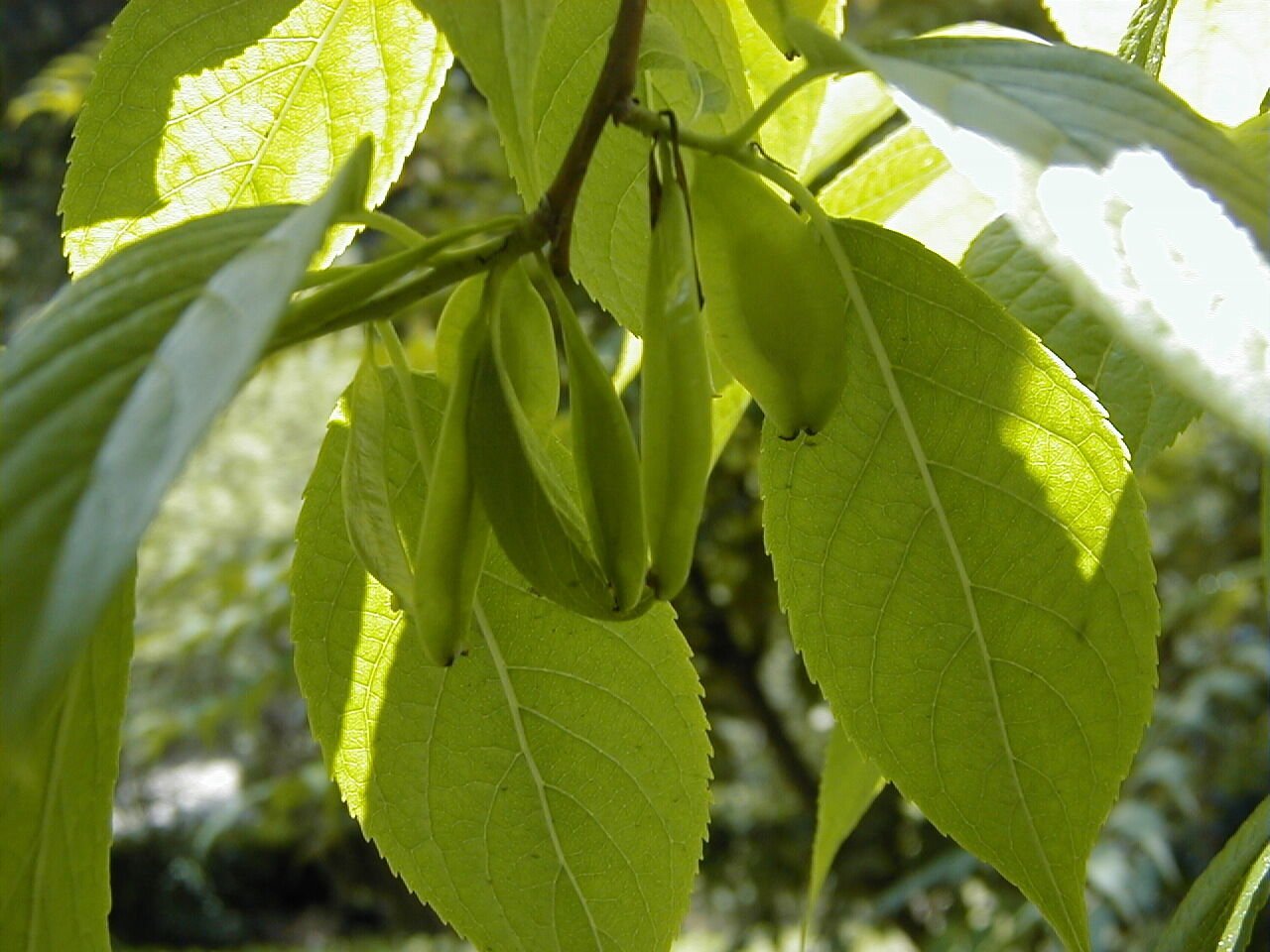 5 Seeds Eucommia ulmoides HARDY RUBBER TREE (Seeds)