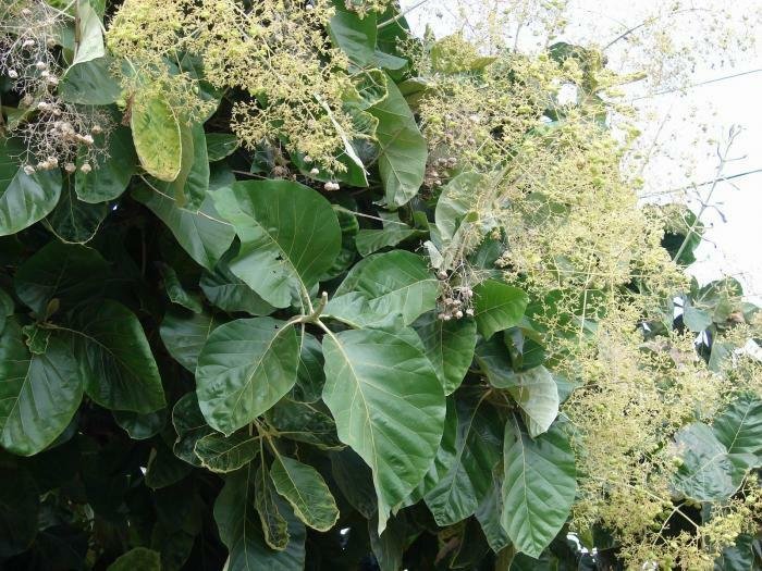 5 Seeds Tectona grandis TEAK TREE - EXOTIC (Seeds)