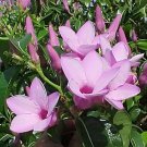 5 Seeds Cryptostegia grandiflora RUBBER VINE (Seeds)