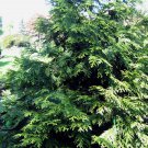 5 Seeds Thujopsis dolobrata HIBA ARBORVITAE (Seeds)