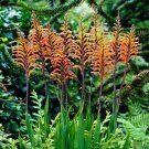 10 Seeds Chasmanthe floribunda AFRICAN FLAG (Seeds)