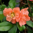 5 Seeds Chaenomeles Hybrids Mix FLOWERING QUINCE SHRUB (Seeds) 5 Seeds Chaenomeles Hybrids Mix FLOWERING QUINCE SHRUB (Seeds)