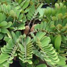 5 Seeds Zamia furfuracea CARDBOARD CYCAD (Seeds)