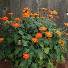 5 Seeds Tithonia speciosa Torch ORANGE SUNFLOWER TREE (Seeds)