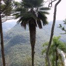 5 Seeds Trithrinax acanthocoma SPINY FIBER PALM - HARDY (Seeds)