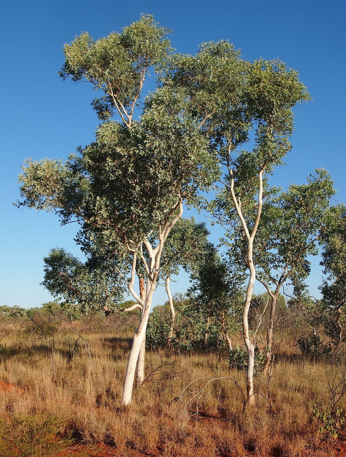 10 Seeds Eucalyptus alba WHITE GUM - COLD HARDY (Seeds)