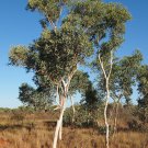 10 Seeds Eucalyptus alba WHITE GUM - COLD HARDY (Seeds)