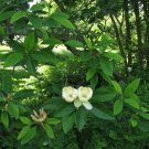 5 Seeds Magnolia virginiana SWEETBAY MAGNOLIA TREE (Seeds)