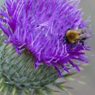 10 Seeds Silybum marianum MILK THISTLE (Seeds)