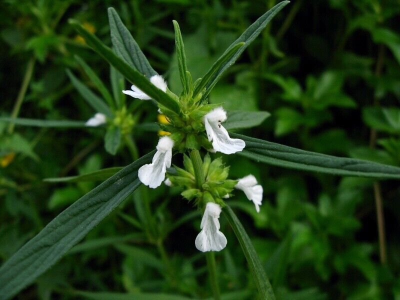 10 Seeds Leucas aspera THUMBAI (Seeds)